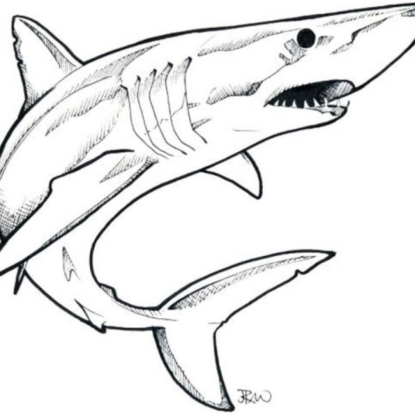 МЕГАЛОДОН эскиз тату