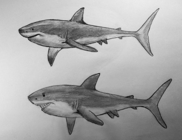 Нарисовать акулу МЕГАЛОДОН