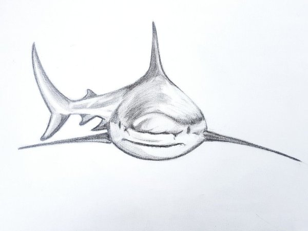 Акула вид сбоку рисунок