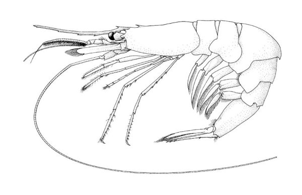 Креветка рисунок карандашом