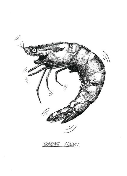 Креветка рисунок карандашом