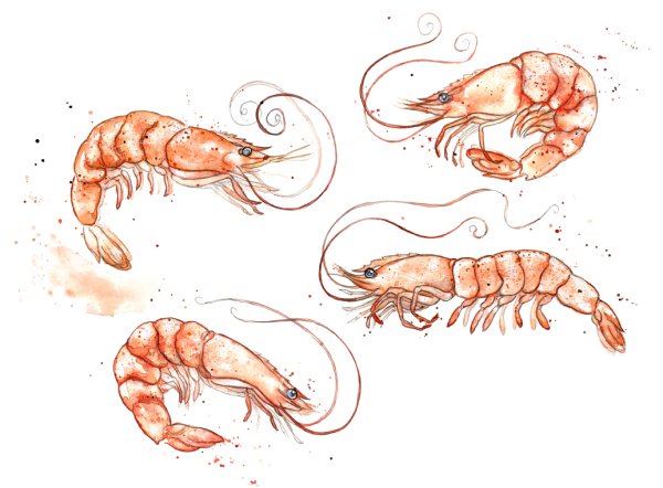 Креветка арт