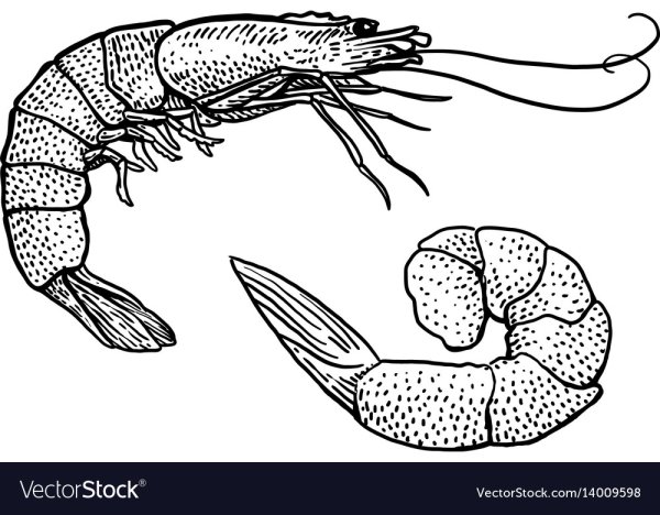 Креветка черно белая