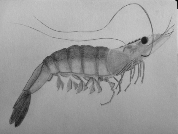 Креветка карандашом
