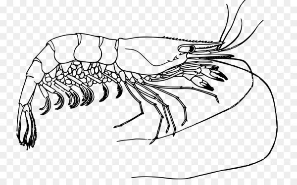 Ракообразные черно белое
