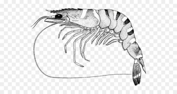 Креветка раскраска