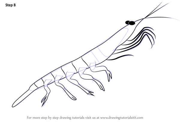 Креветка рисунок для срисовки