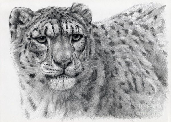 Снежный Барс рисунок