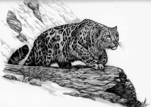 Рисунки диких кошек