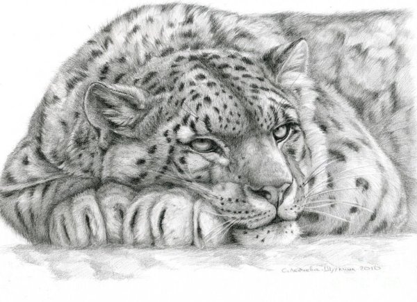 Снежный Барс рисунок