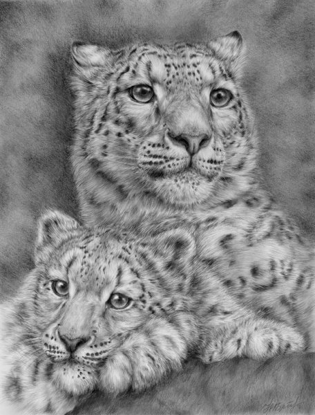 Снежный Барс рисунок