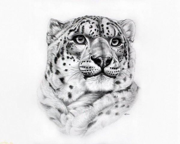 Тату снежный Барс эскизы