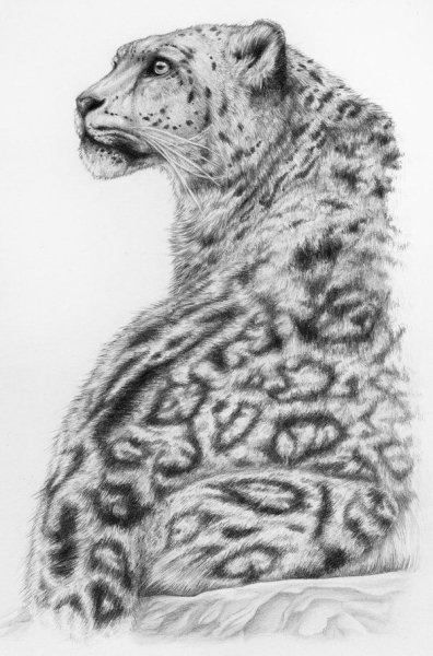 Снежный Барс карандашом