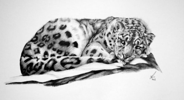 Ирбис рисунок Графика