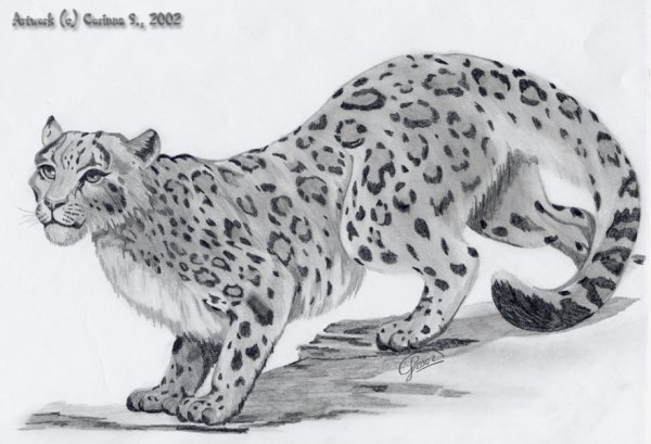 Рисунки карандашом диких кошек