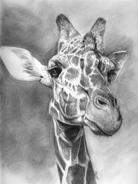 Жираф карандашом