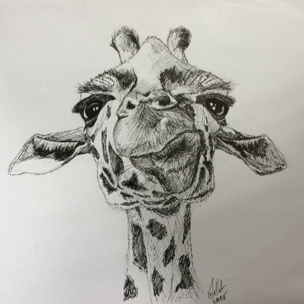 Жираф раскраска для детей