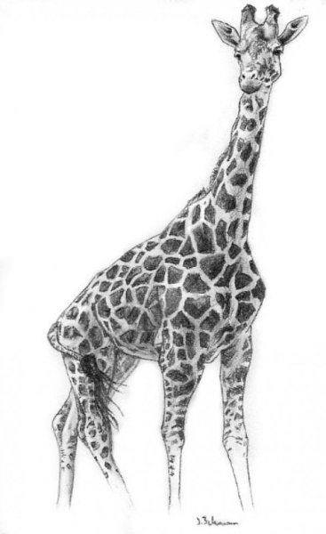 Легкий рисунок жирафика