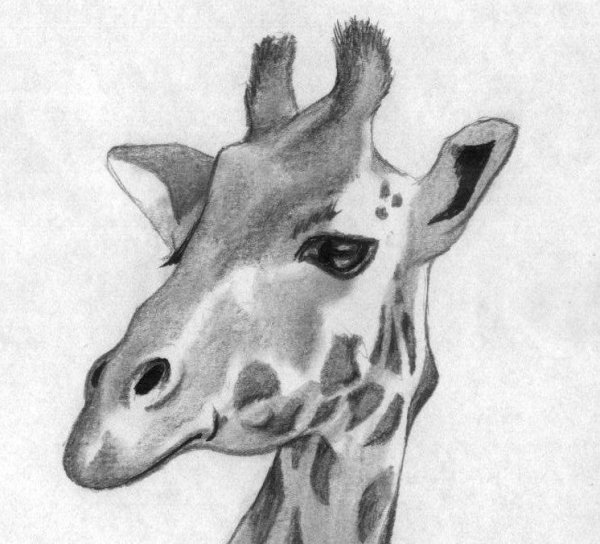 Рисунки для срисовки прикольные