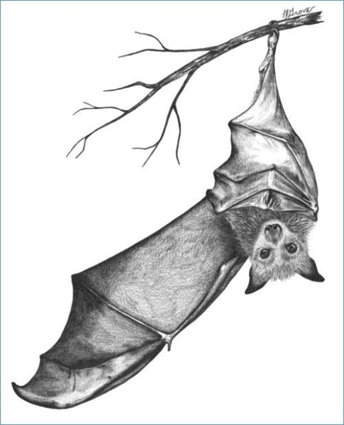 Летучая мышь рисунок карандашом для срисовки
