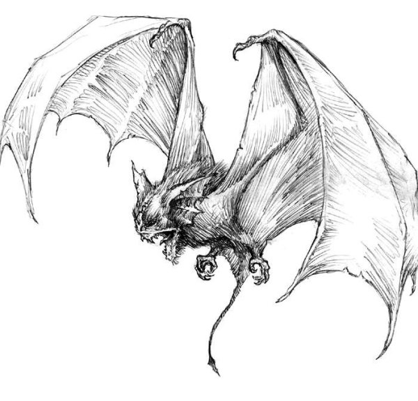 Летучая мышь чёрной ручкой