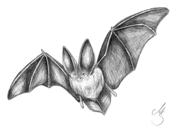 Летучая мышь карандашом для детей