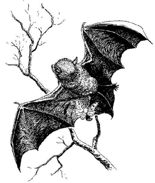 Бурый ушан нарисовать