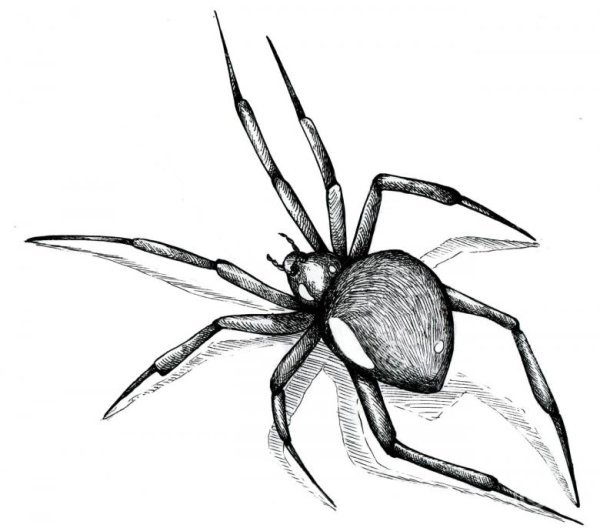 Паук крестовик