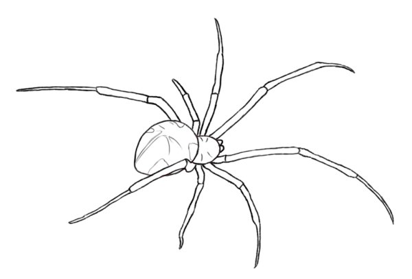 Паук рисунок