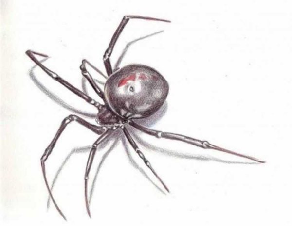3д паук карандашом