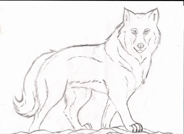 Красный волк рисунок