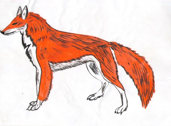 Красный волк рисунок