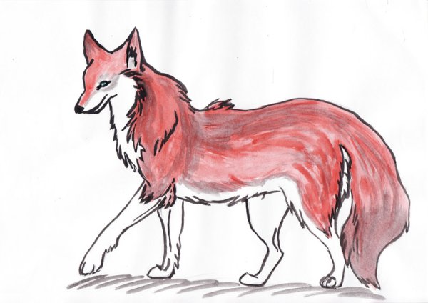 Волк раскраска для детей