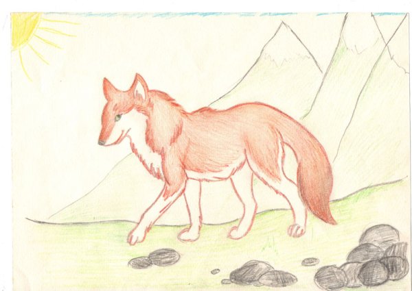 Шакал койот Динго волк