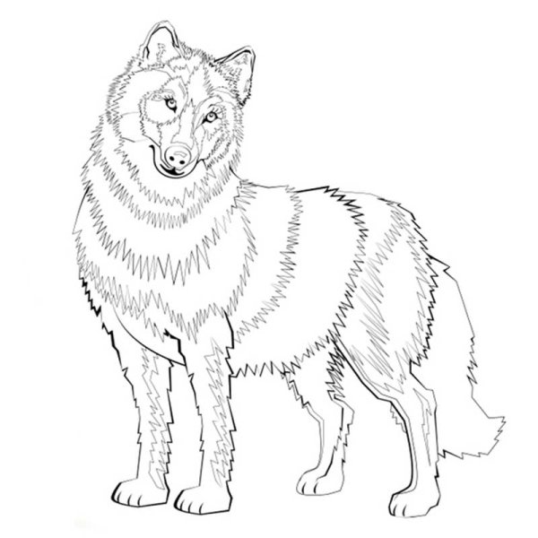 Волк в полный рост Графика