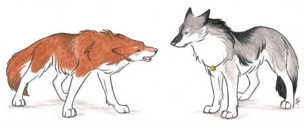 Раскраска Шакал