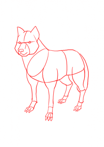 Красный волк картинки карандашом