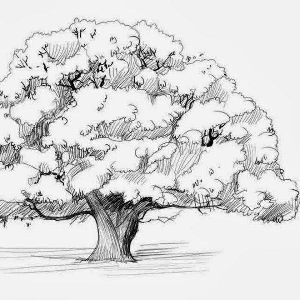 Дуб карандашом для детей