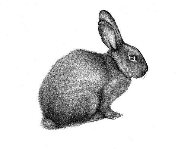 Кролик рисунок
