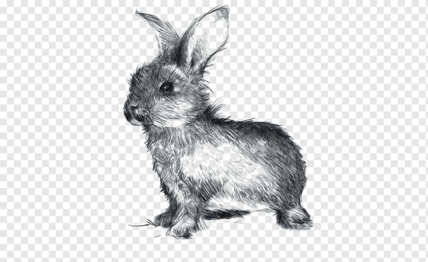 Набросок милого кролика