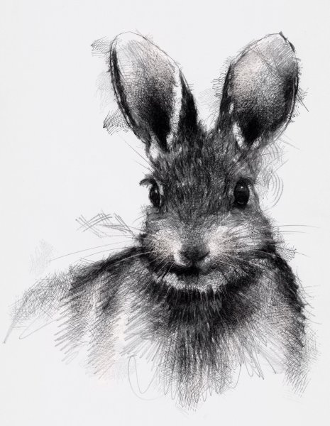 Зарисовка кролика