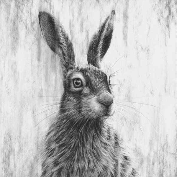 Зарисовка кролика