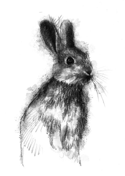 Зарисовка кролика