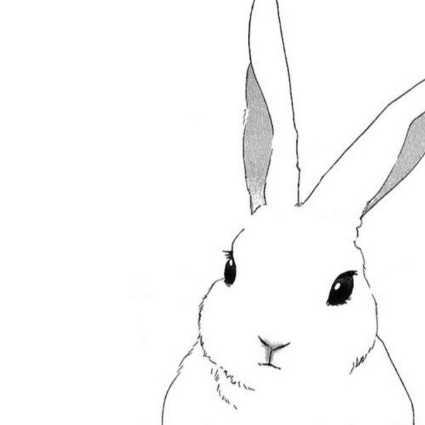 Заяц арт карандашом