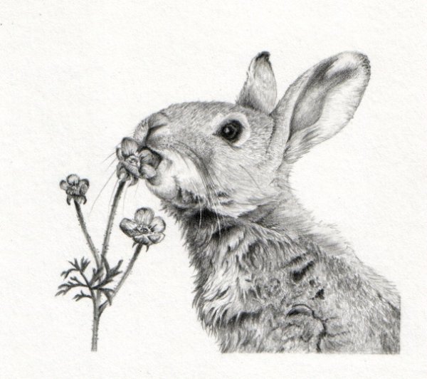 Кролик эскиз рисунка