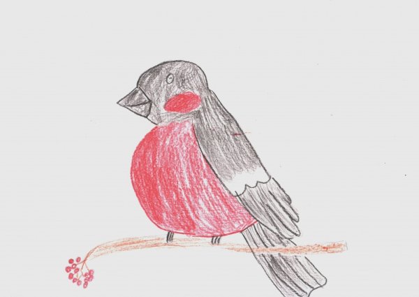 Рисуется Снегирь