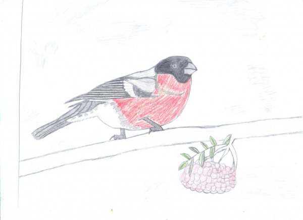 Снегирь рисунки второклассников