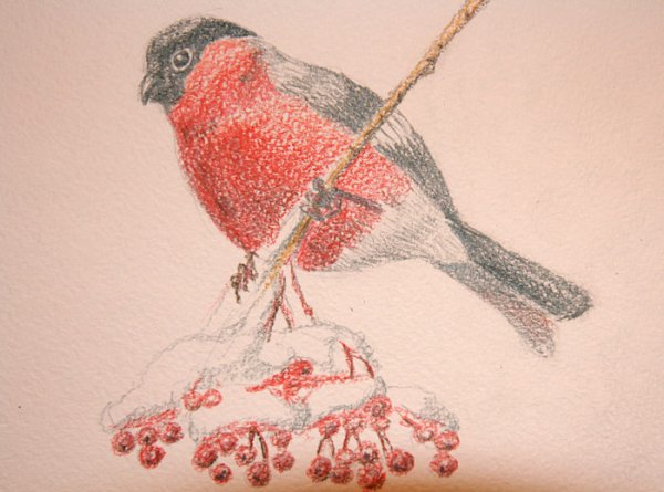 Птицы Башкортостана раскраска