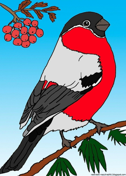 Снегирь карандашом