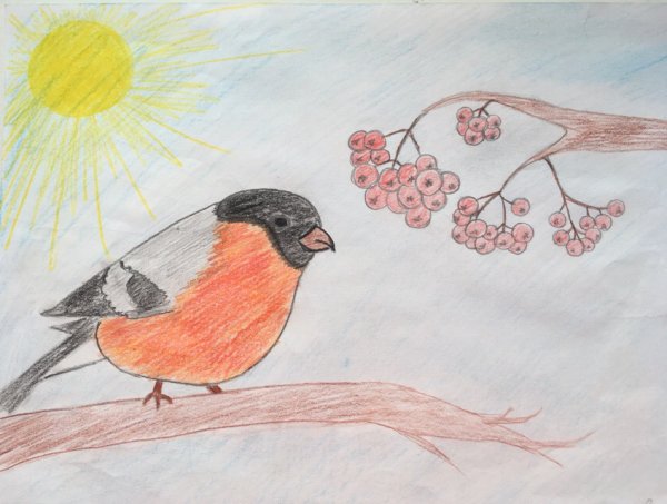 Снегирь раскраска